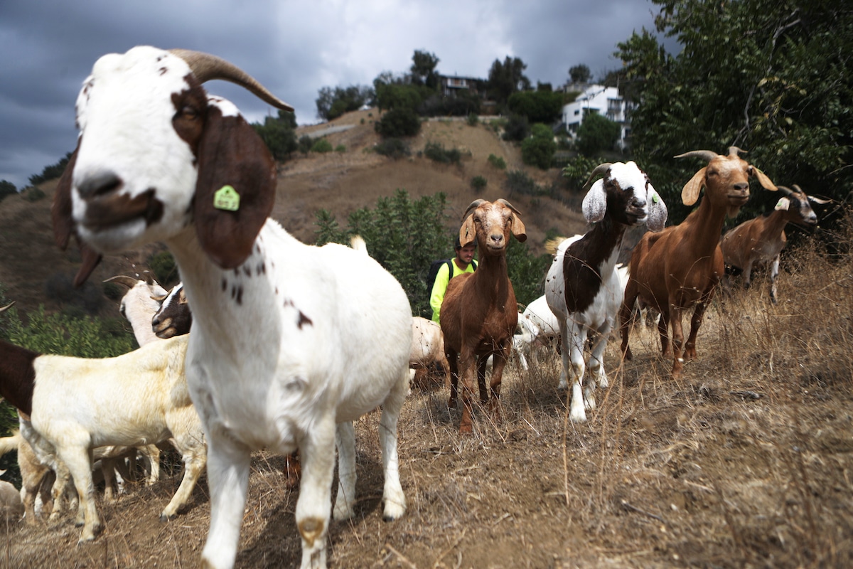 How Goats Can Help Prevent Wildfires in California EcoWatch