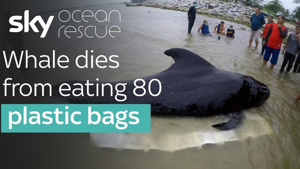 Whale's Tragic Death by Plastic Bags a Reminder of a Global Crisis