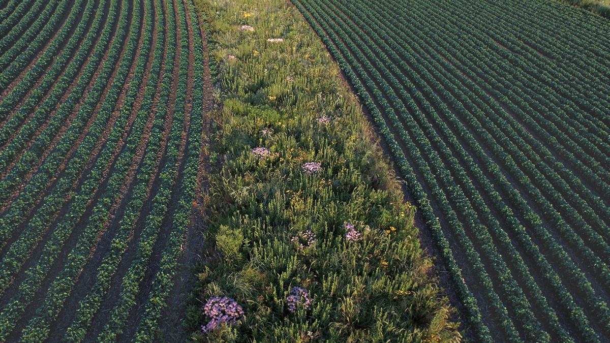 Iowa’s Farmers and American Eaters Need a National Discussion on