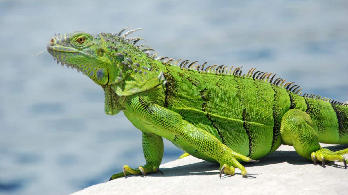 Florida Bans 16 Invasive Species, Including Popular Pets EcoWatch