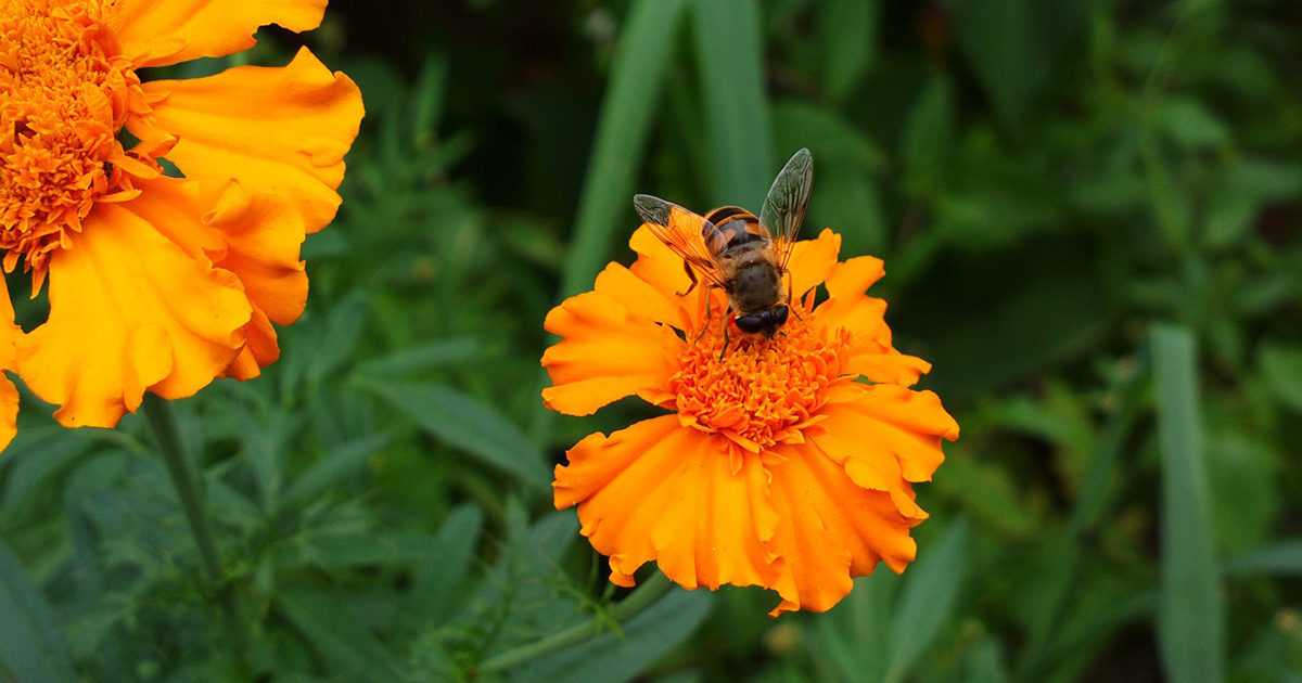 5 Flowers to Attract Beneficial Insects to Your Beds EcoWatch
