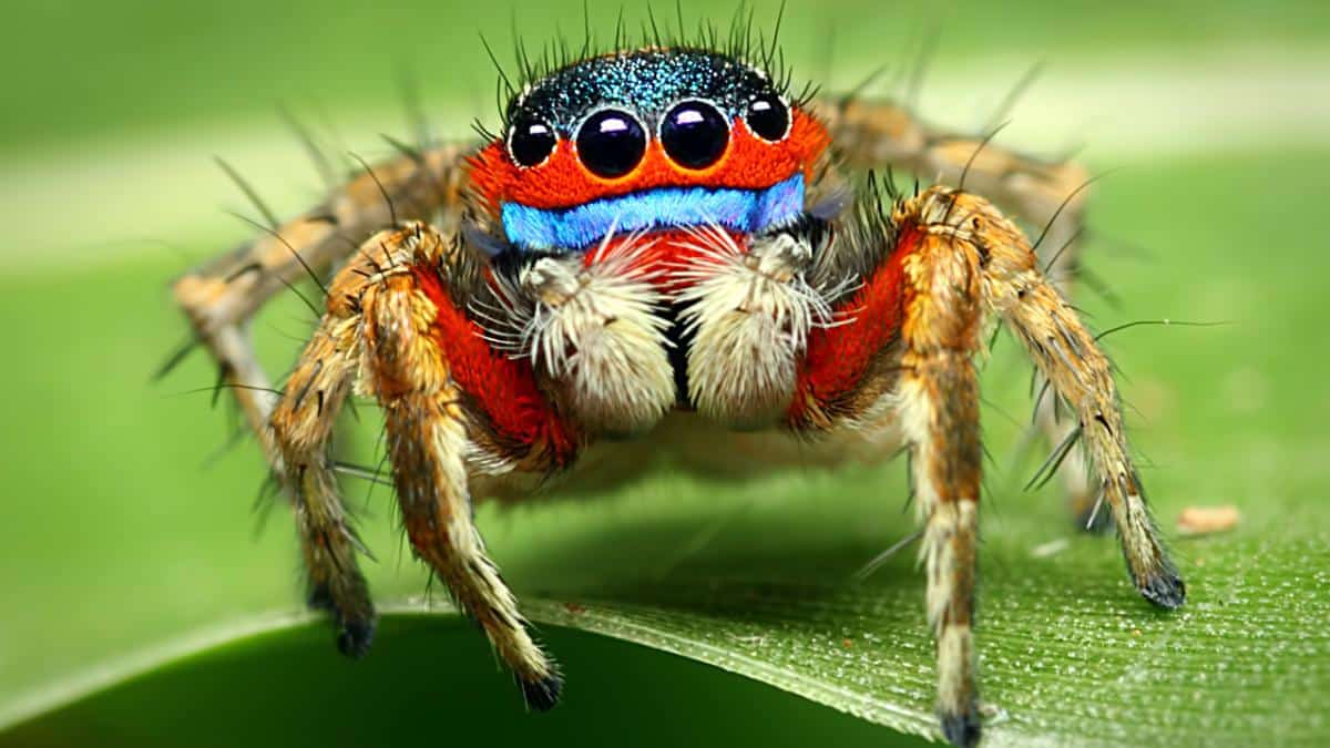 We Need to Talk About Spider Conservation - EcoWatch