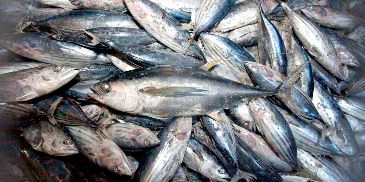 Mars, Nestlé Commit to Clean Up Pet Food Supply Chains EcoWatch