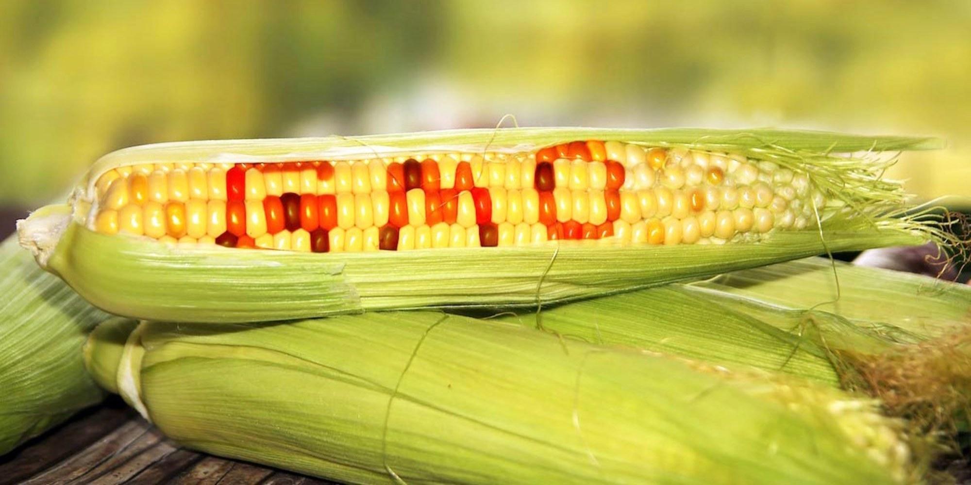 16 European Nations Vote Against GMO Crops EcoWatch
