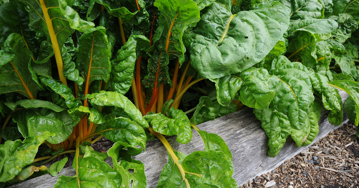 7 Crops to Plant This August EcoWatch