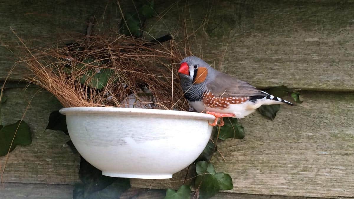 Heat Waves Cook Bird Eggs EcoWatch