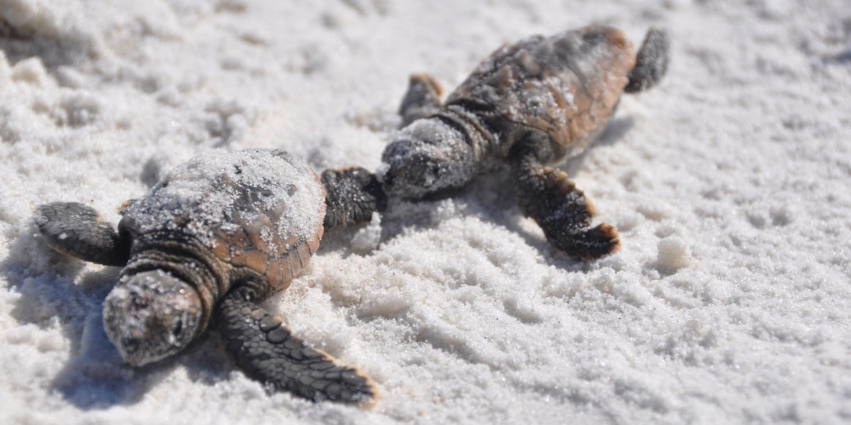 A Record 589 Sea Turtles Killed By Florida's Toxic Red Tide EcoWatch