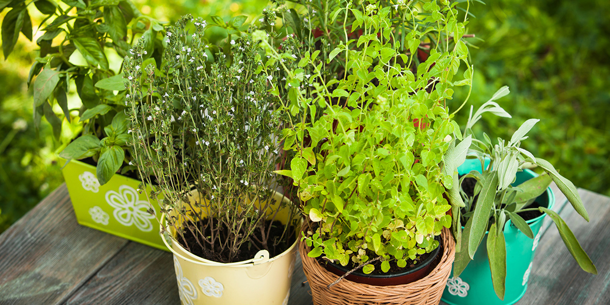 7 Perennial Herbs to Plant Now EcoWatch