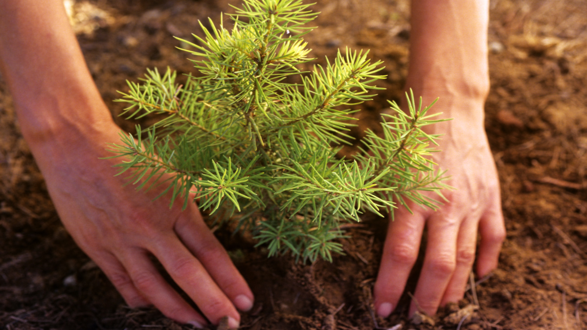 How to Plant a Tree From Home on Arbor Day EcoWatch
