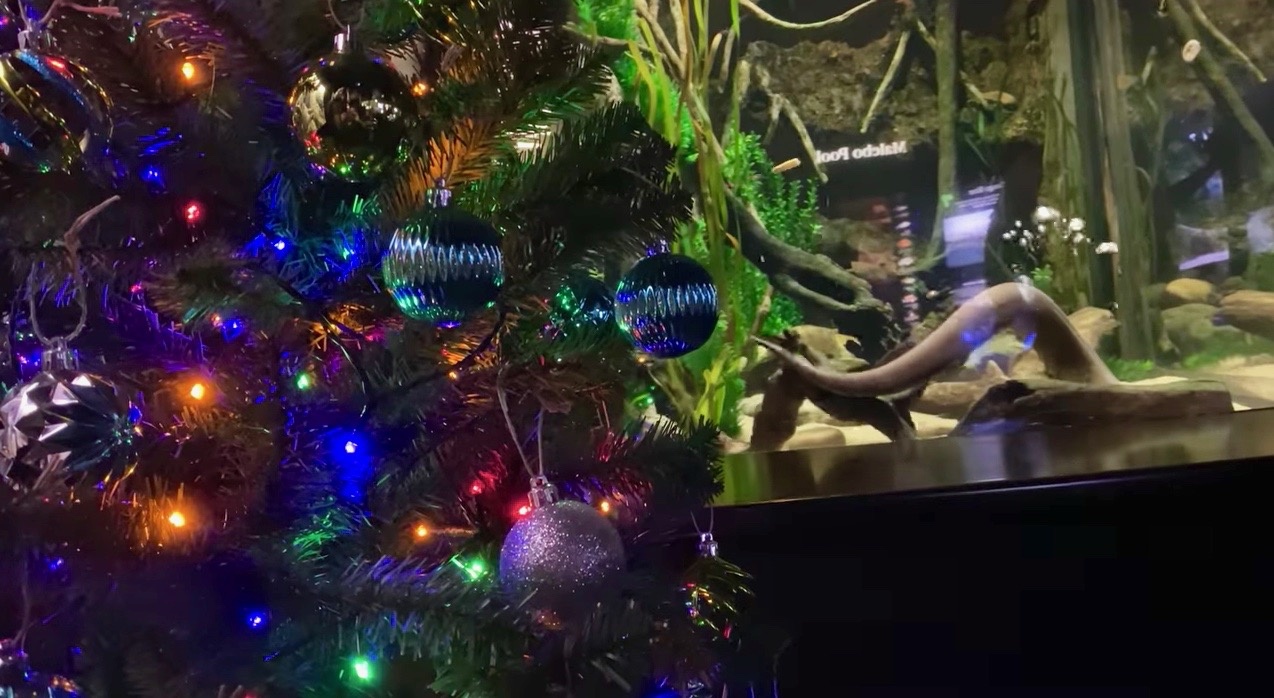 An Electric Eel Is Controlling the Lights on This Tennessee Christmas