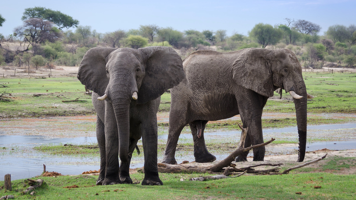 In ‘Conservation Disaster,’ Hundreds of Botswana's Elephants Are Dying