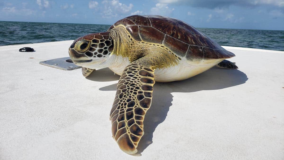 Sea Turtles in the Florida Keys Have High Tumor Rates. Are Humans to