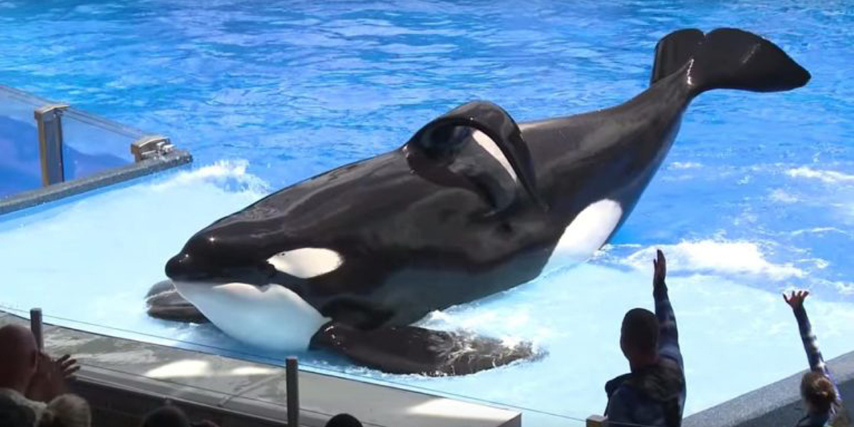 Tilikum 2022