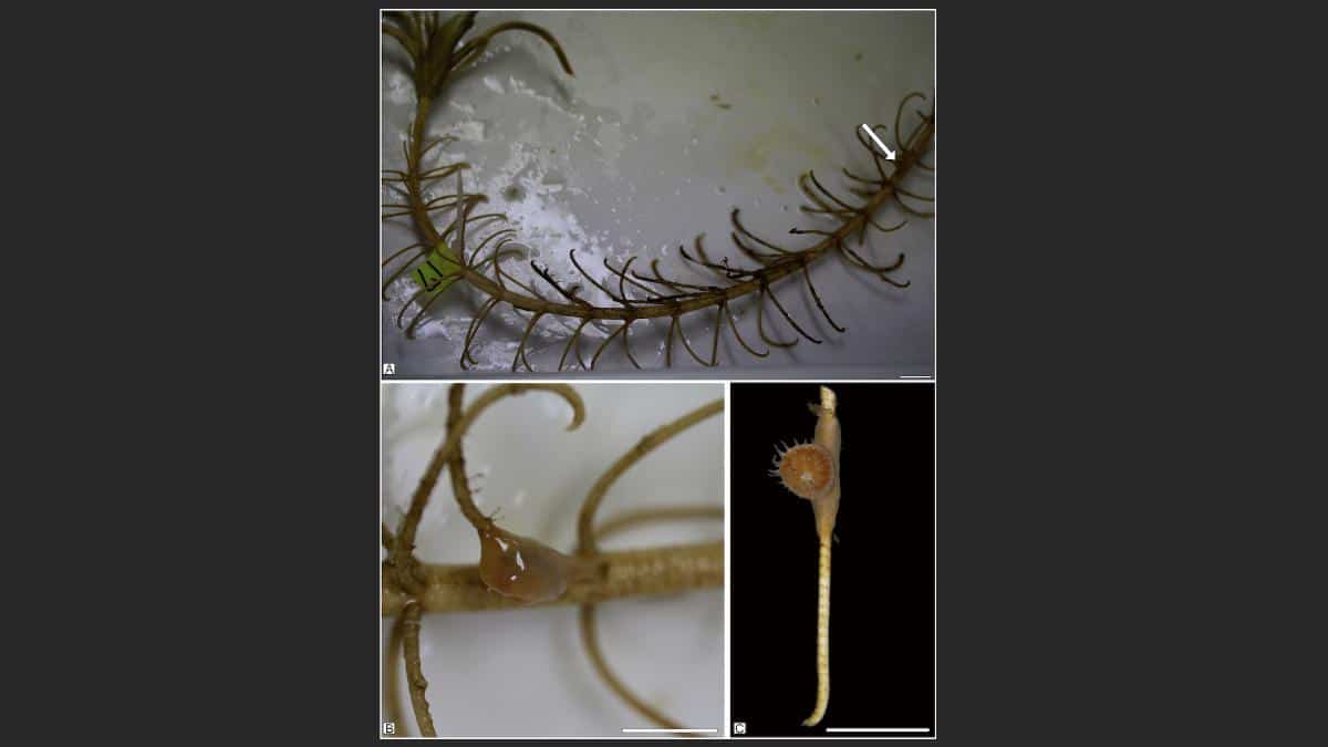 ‘Living Fossil’ Rediscovered off Japan’s Coast EcoWatch