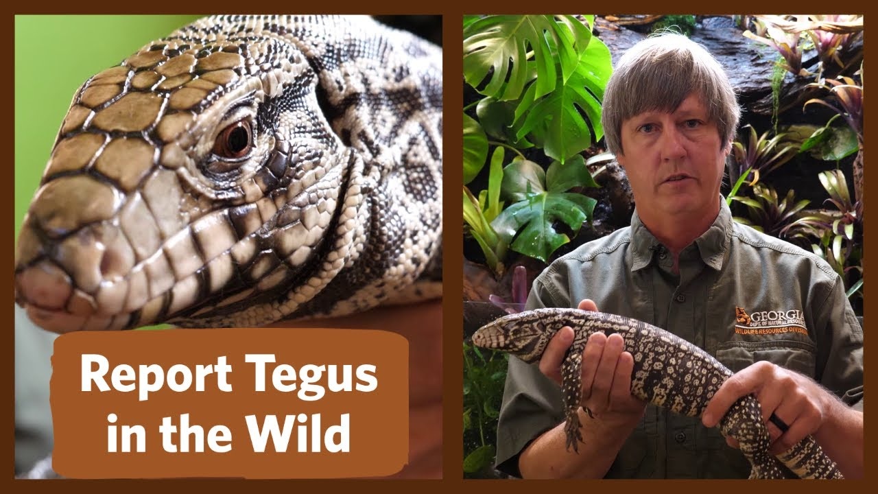 Giant Lizards Are Spreading in EcoWatch