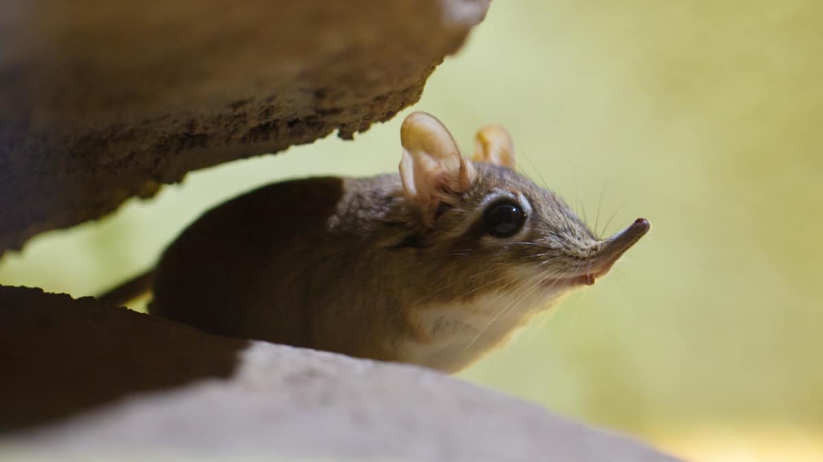 Meet Five 'Extinct' Species That Have Returned to Life EcoWatch