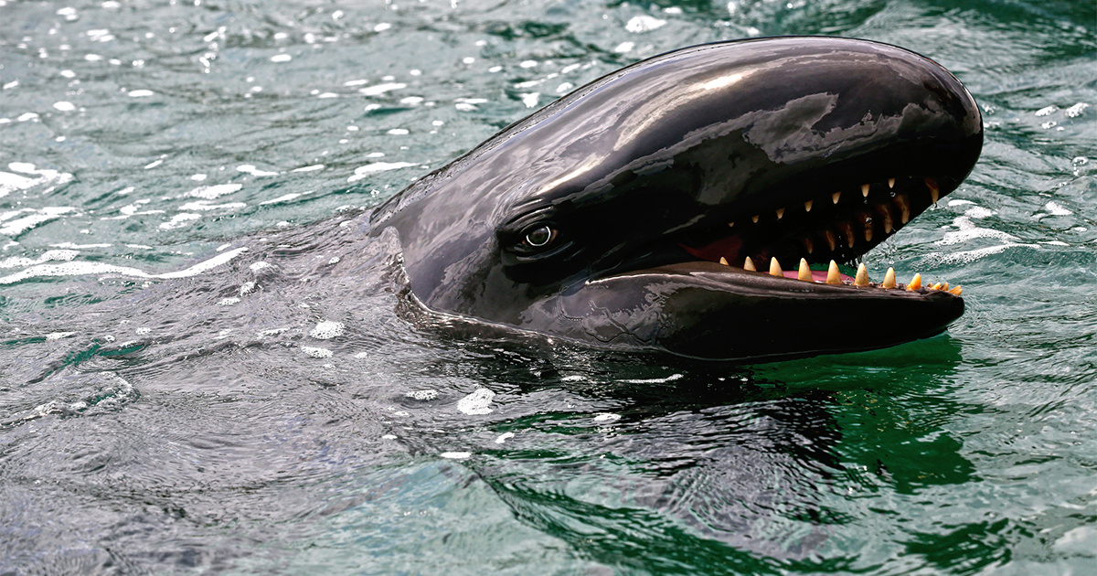 More Than 17,500 Square Miles Protected for Hawaii's False Killer