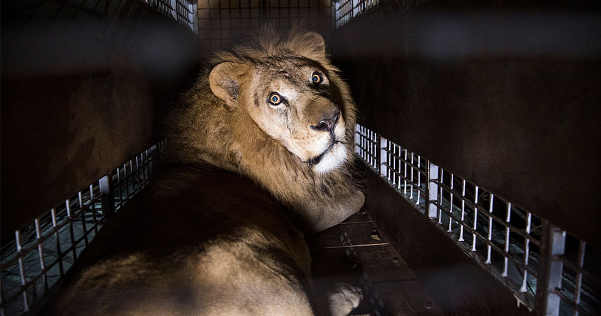 Bill to Ban Circus Animal Suffering to Be Introduced in Congress EcoWatch