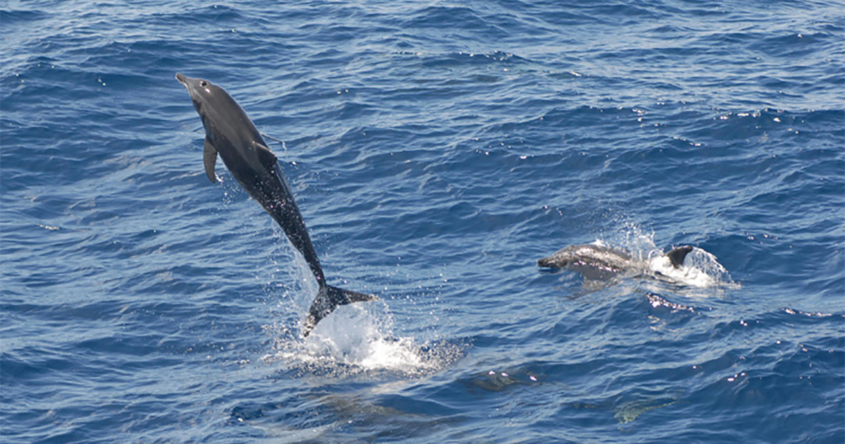 Scientists Discover MelonHeaded Whale and RoughToothed Dolphin Hybrid