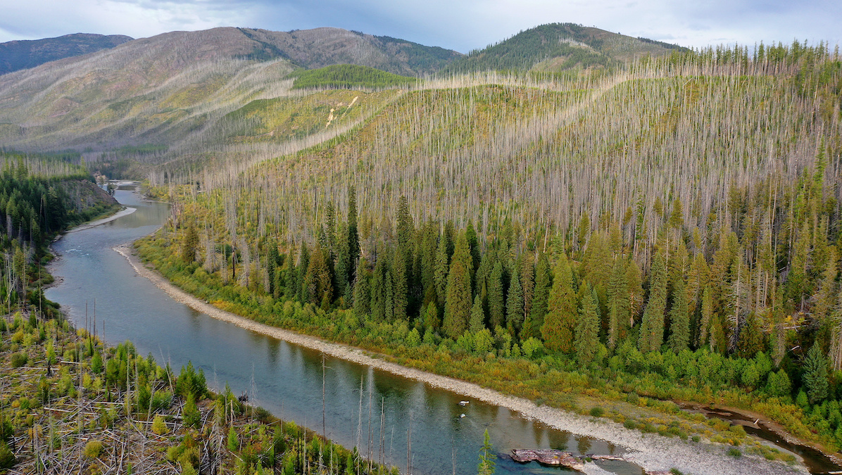 New Forests Planted Near Rivers Could Use up All the Water, Study Finds
