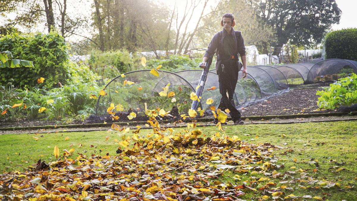 California to Ban GasPowered Leaf Blowers and Lawn Mowers EcoWatch