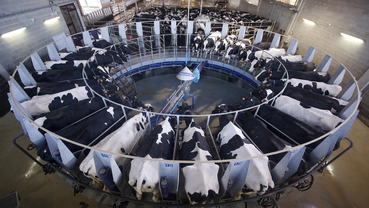 Factory Farming Everything You Need to Know EcoWatch