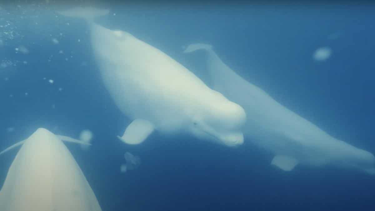 New Sea Creature Found 2023 First Whale Sanctuary In North America To Open In 2023 - Ecowatch