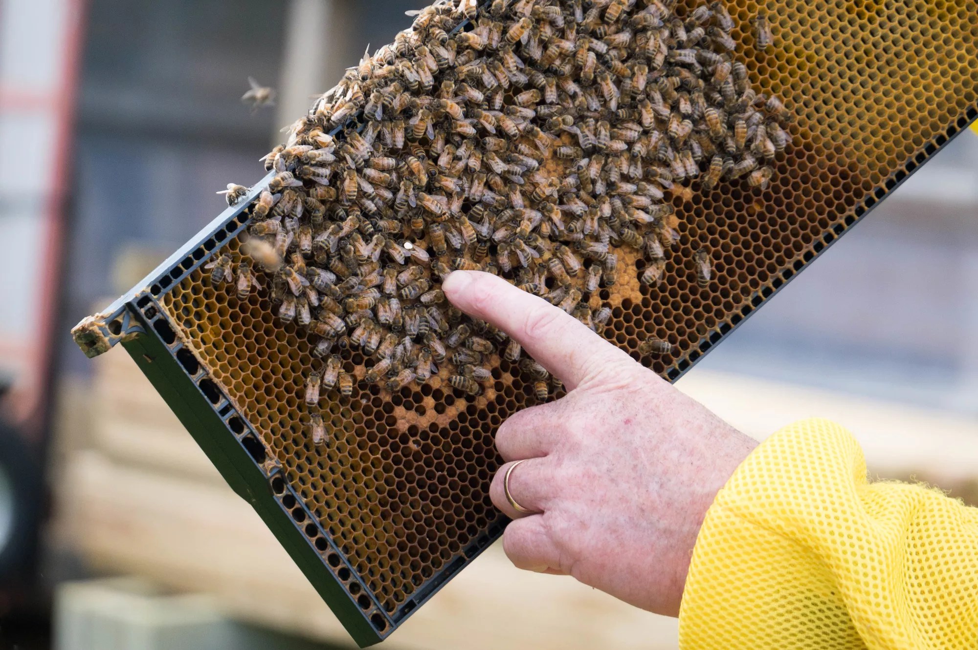 Identifying Types Of Bees