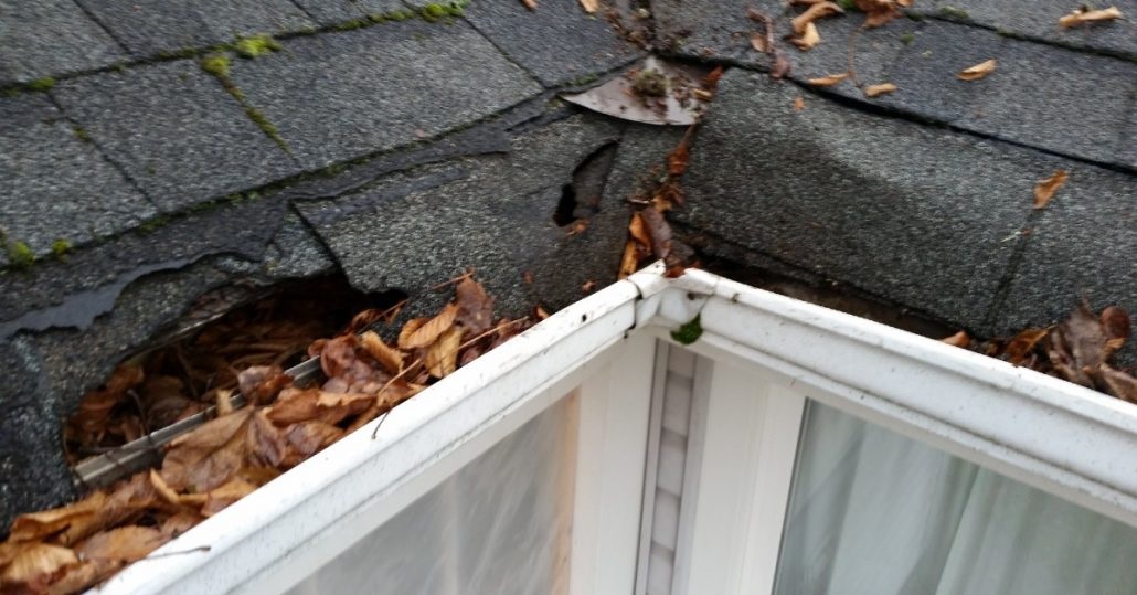 How Pests and Critters Can Damage Your Roof Ecu Space