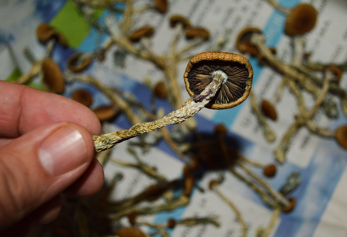 Secado de psilocybes con gel de sílice EDABEA