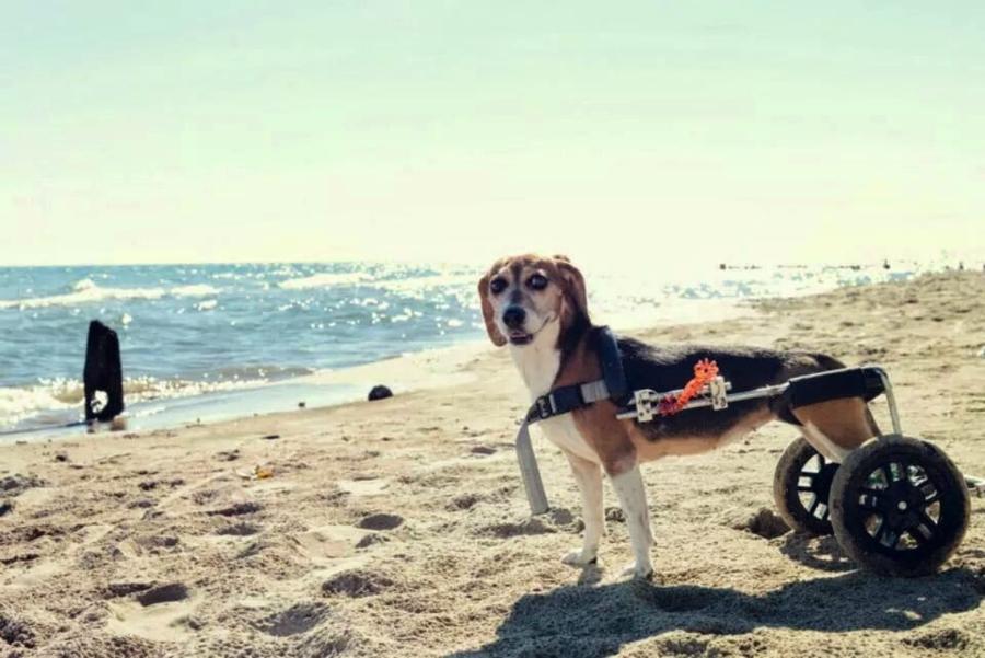 At the beach! Eddie's Wheels for Pets The Pet Mobility Experts