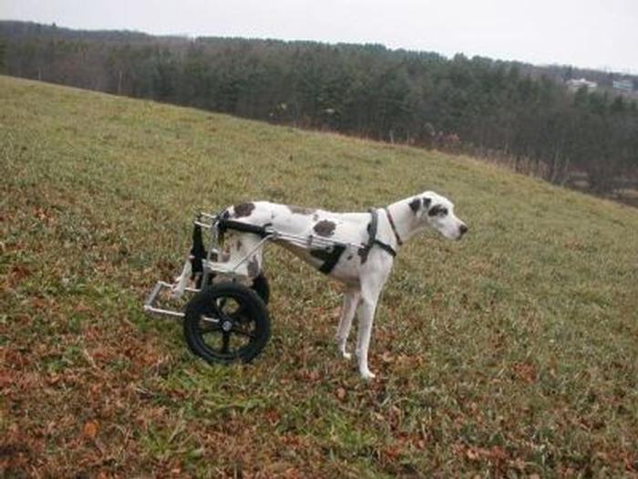 Giant Dogs Eddie's Wheels for Pets The Pet Mobility Experts