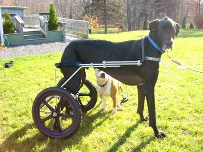 Giant Dogs Eddie's Wheels for Pets The Pet Mobility Experts
