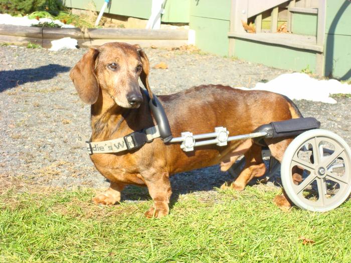 Small Dogs Eddie's Wheels for Pets The Pet Mobility Experts