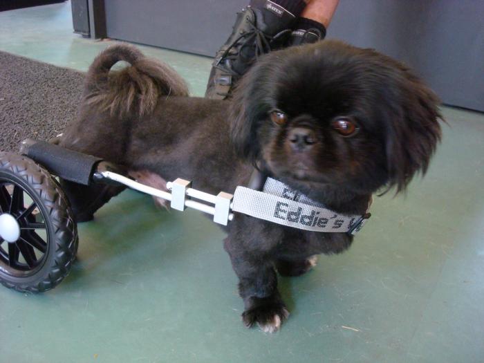 Amo Dog Wheelchair Eddie's Wheels for Pets The Pet Mobility Experts