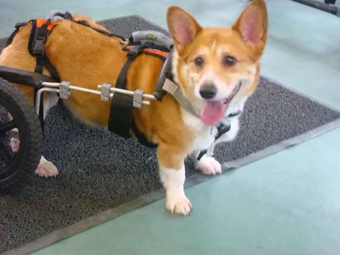 Small Dogs Eddie's Wheels for Pets The Pet Mobility Experts