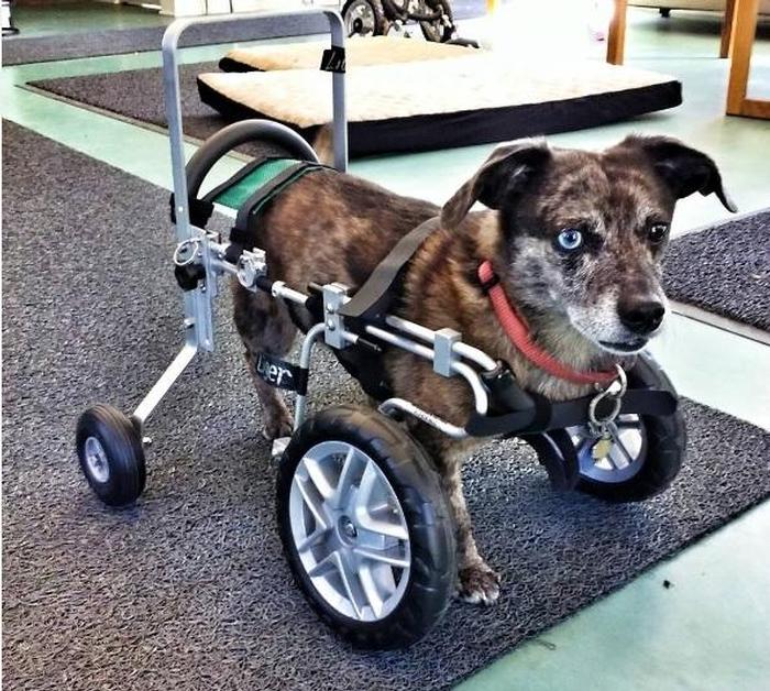 Front Wheel with outrigger Eddie's Wheels for Pets The Pet Mobility