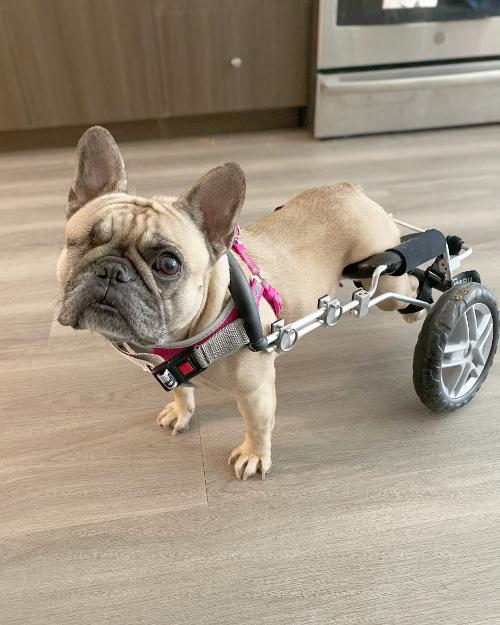 Small Dogs Eddie's Wheels for Pets The Pet Mobility Experts