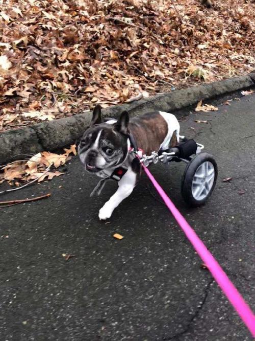 Small Dogs Eddie's Wheels for Pets The Pet Mobility Experts