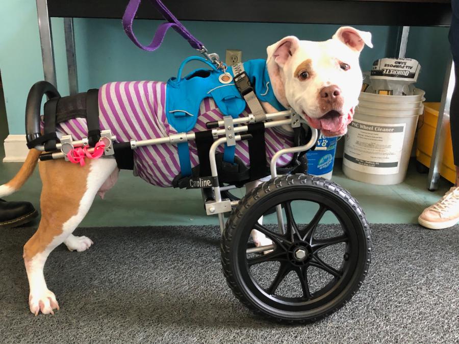 Large dog in front wheel cart Eddie's Wheels for Pets The Pet