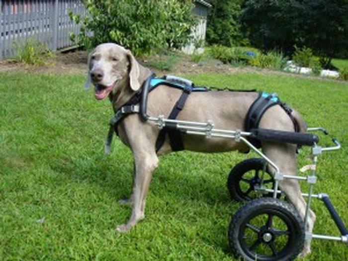 Purebred Dogs and Linked Disabilities Eddie's Wheels for