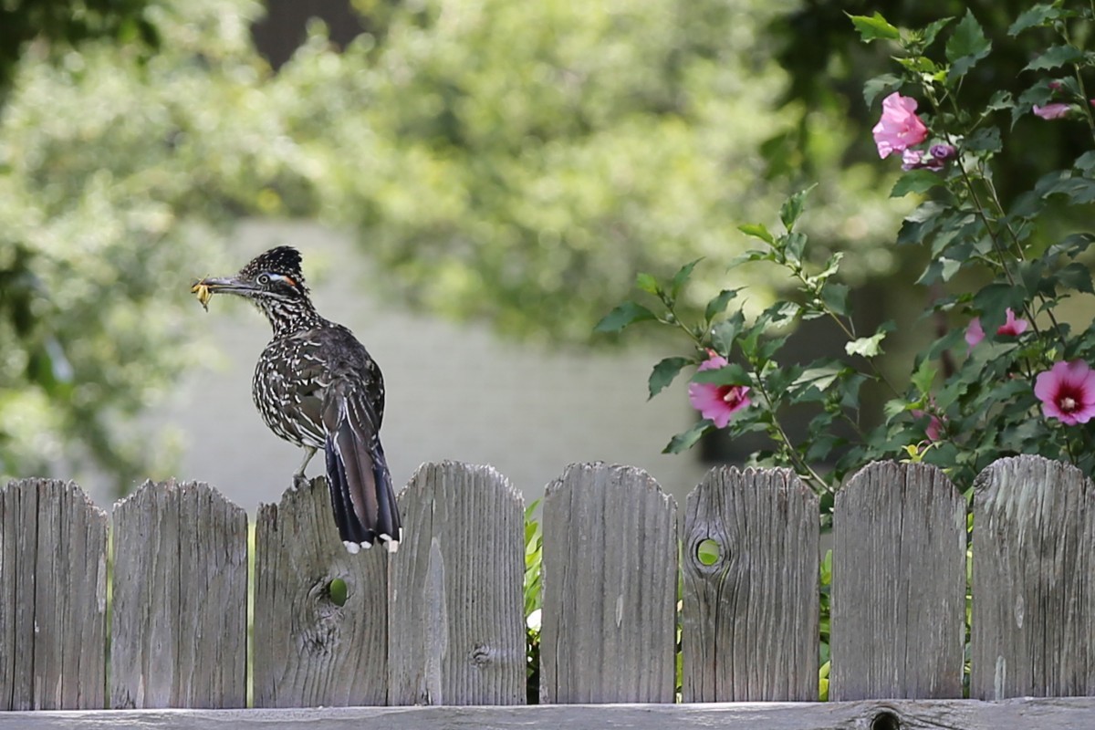 Home Eddi Reader San Luis Obispo carpet cleaning, lawn care