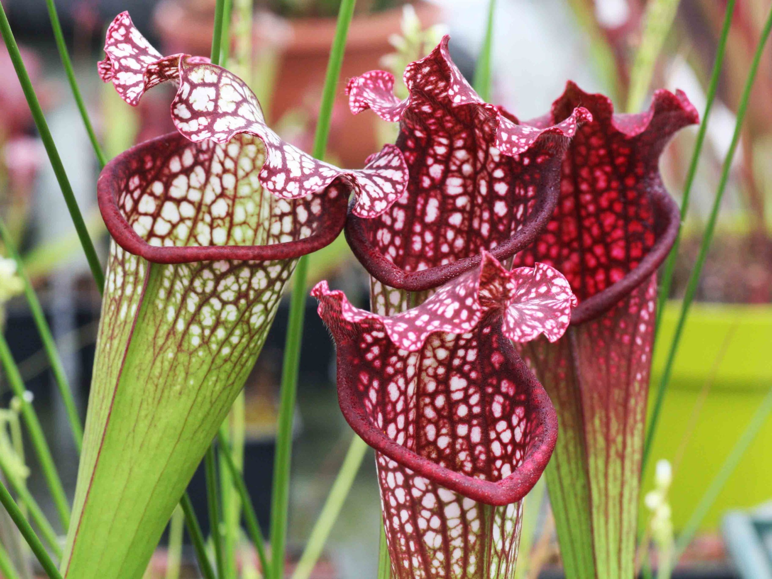 Blog sur les plantes carnivores | Family Man Librarian