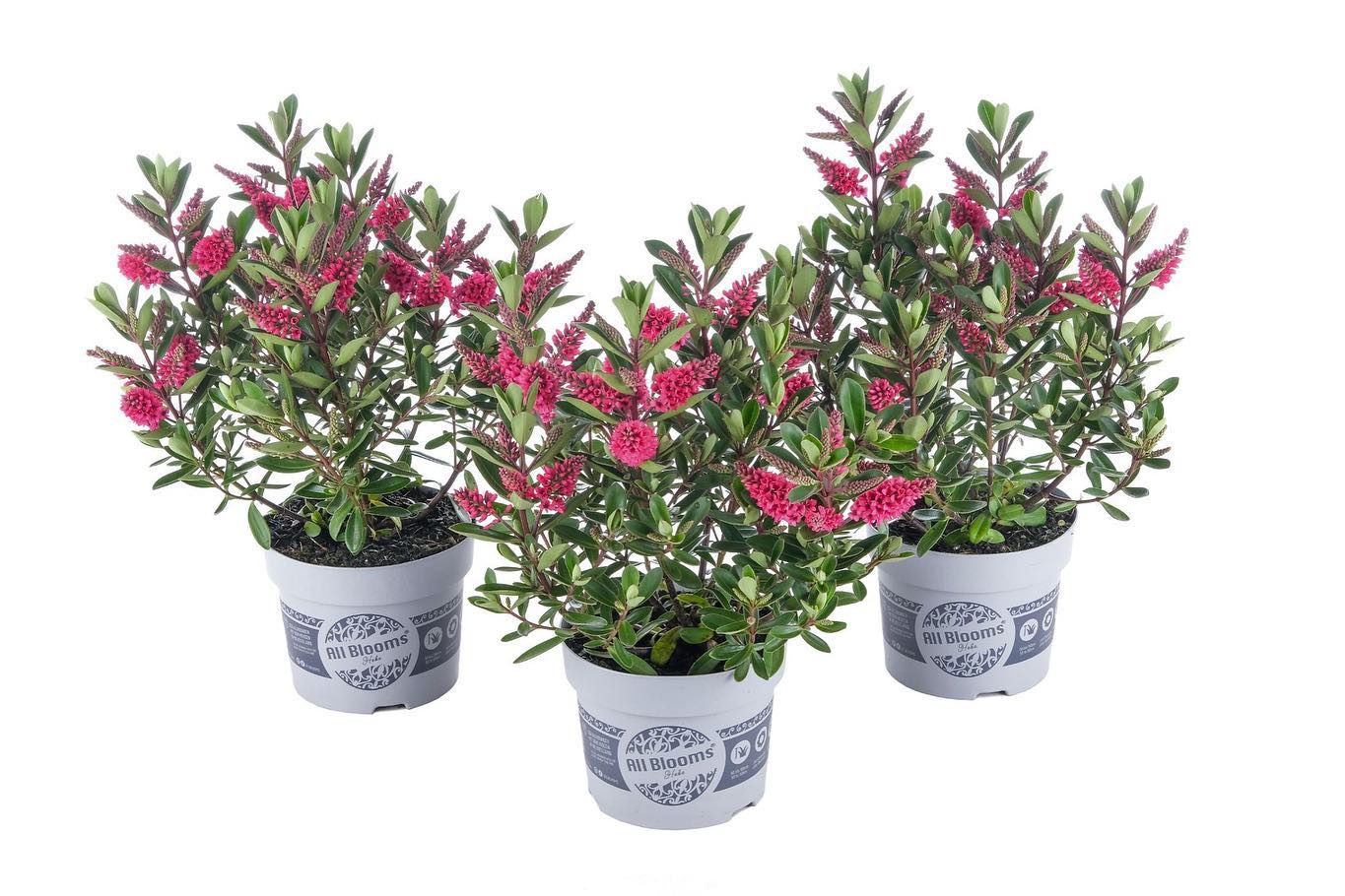 Hebe Edens Plants & Creations