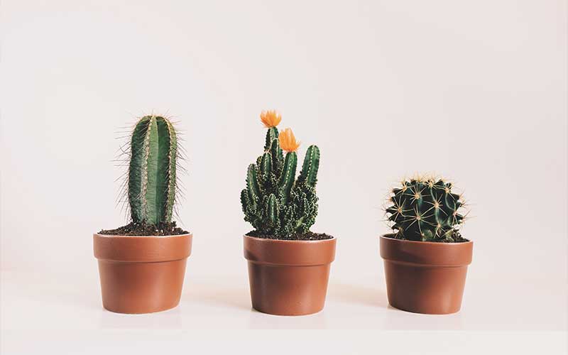 Moreover, how do you take care of a small cactus? How Often Do You Water A Cactus? - Eden Succulents