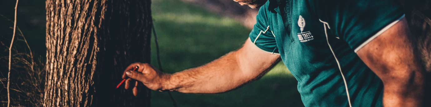 Arboristbackground Eden Trees Arboriculture Services