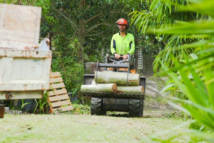 Tree Removal Gold Coast Tree Loppers Tree Pruning Arborist