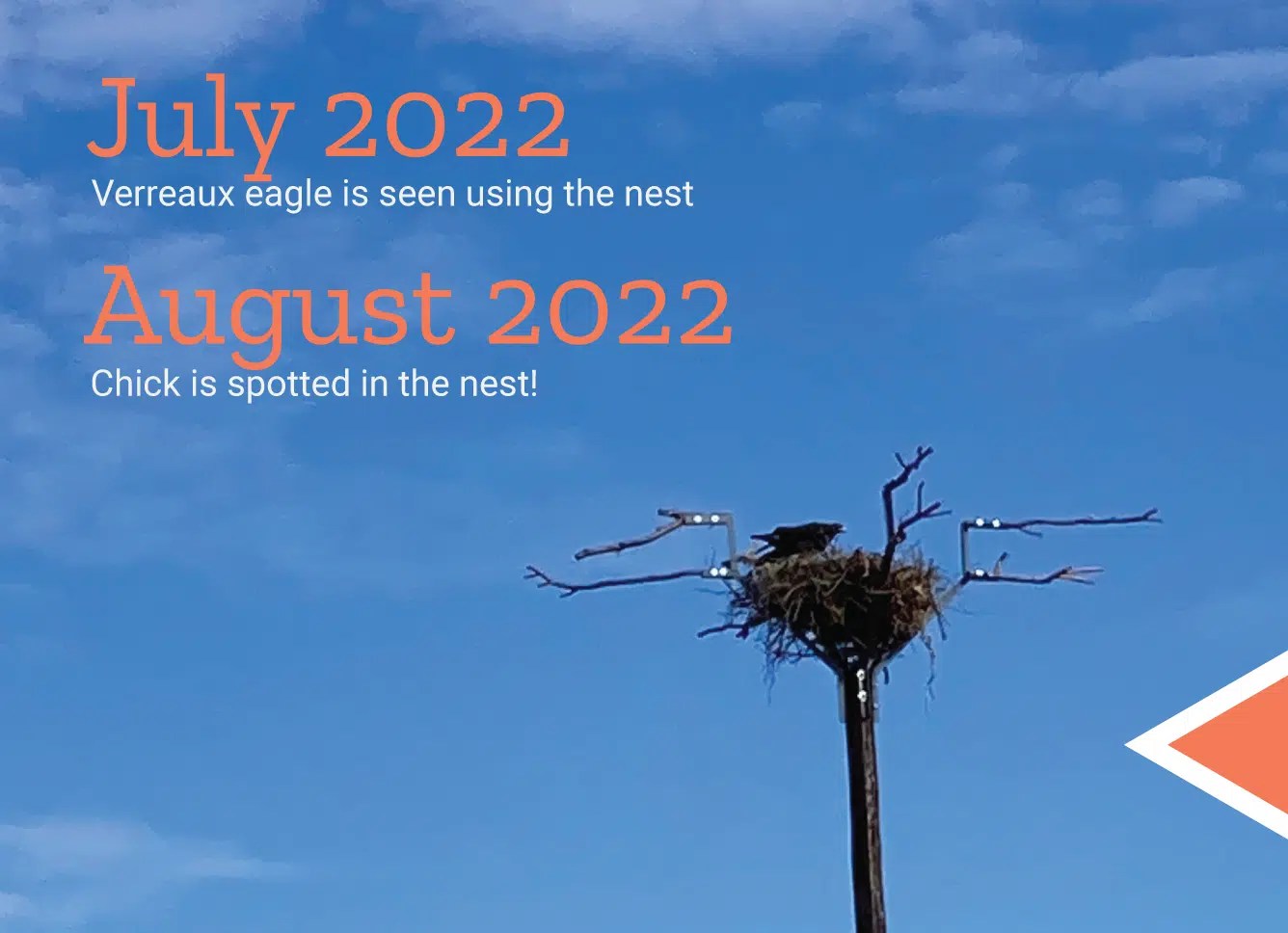 Successful translocation of eagle nests EDF Renewables