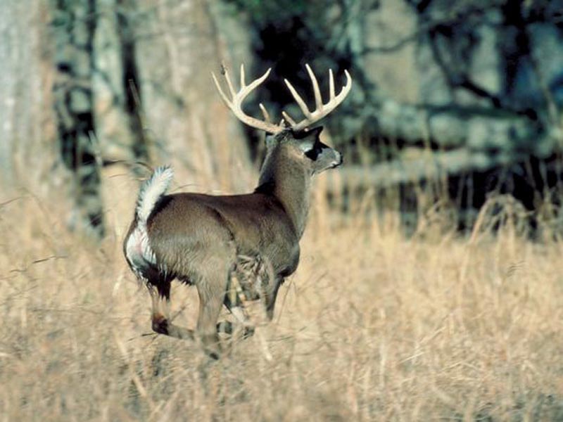 Law’s Wording Clarifies Deer Baiting Issue The Edgefield Advertiser