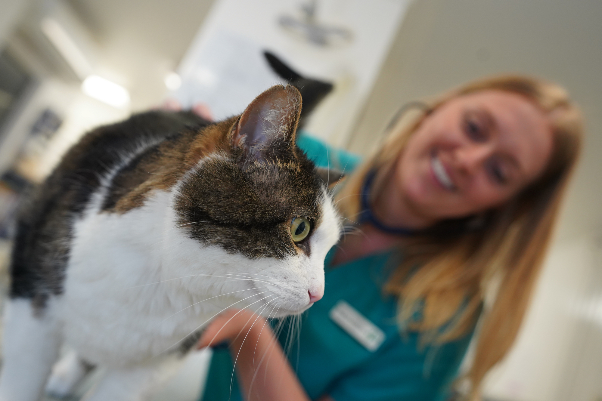 Cat Friendly Clinic